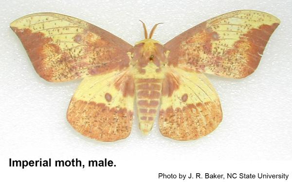 Male imperial moth